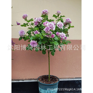 �޽Ә䘶�¼���������ǘ���¼�����õ���ͥԺ���Ե����ļ��_��