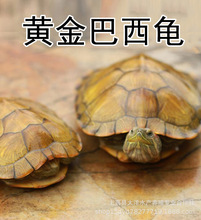 小烏龜活物深水網紅長壽龜水龜寵物苗龜特大黃金巴西龜養殖場批發