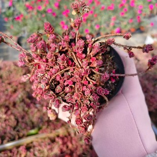 Small Ball Rose Brocade Small Old Pile 80+ Head 9cm Pot Real Shot Without Pot Succulent Plant Base Direct Sales Large Favorably