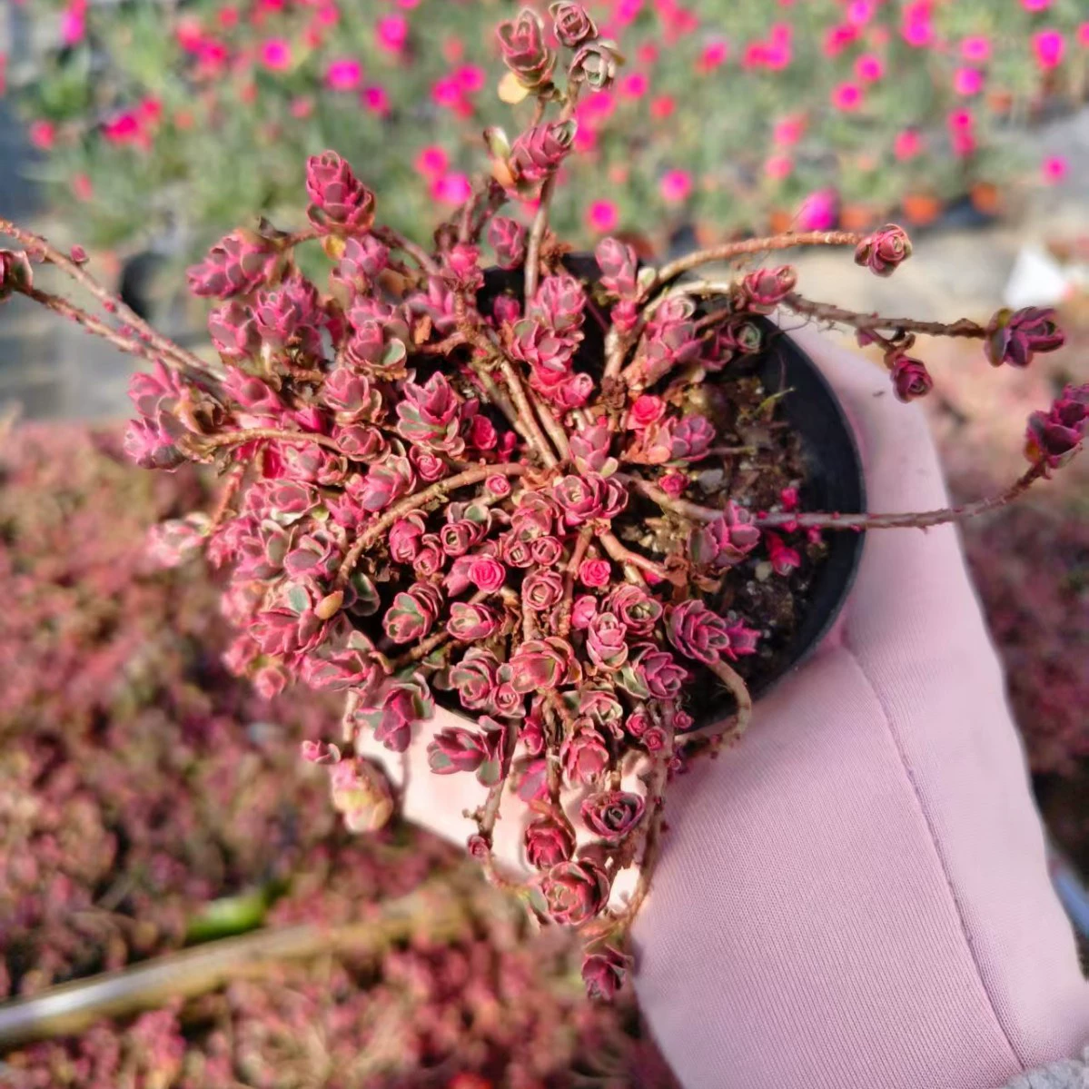 Маленький шар Роза/маленький шар Роза парча/реальный выстрел многие спецификации без горшка суккулентные растения база прямые продажи Большой выгодно