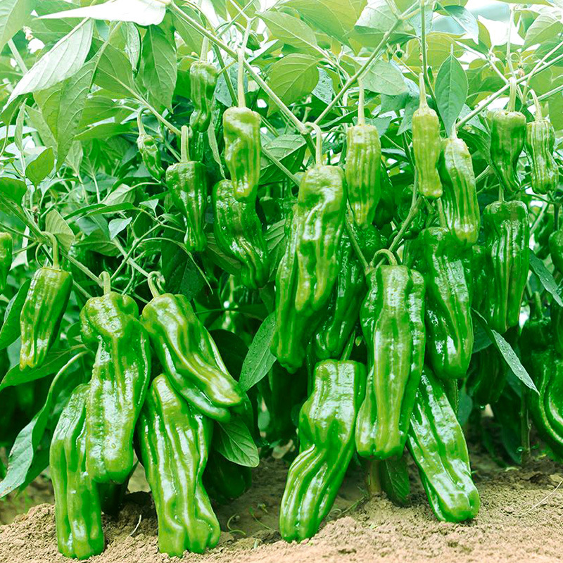 蔬菜种子原装四季播种庭院阳台农家盆栽香菜番茄辣椒水果种籽子孑-阿里巴巴