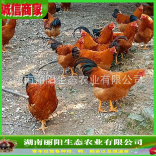 ���l�`ɽ���u����w����������һ��ëë�u�r����B���u��t���u