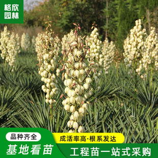 ��������ؿ���ͥԺ���̾G���c�Y����ֲ�ﻨ���^�~�z�m�Pβ�m����