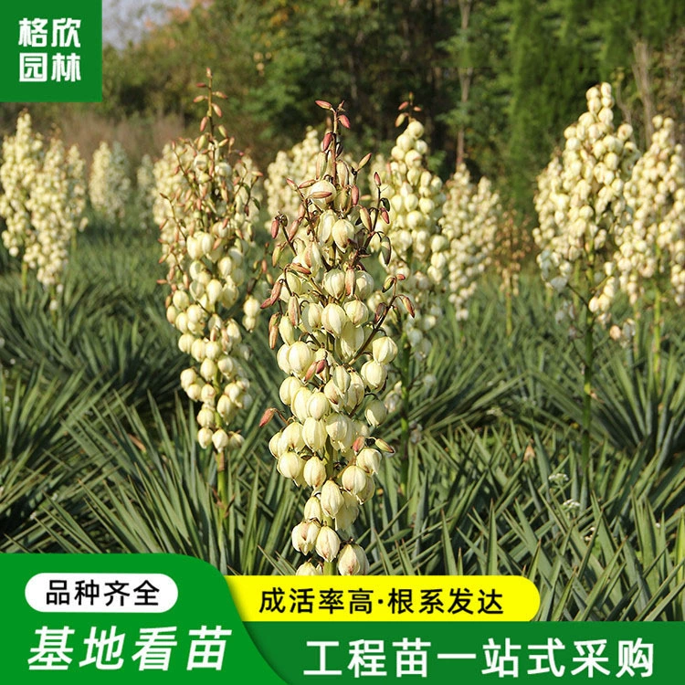 Сизаль рассада база посев двор проект озеленение украшение вечнозеленое растение клумба просмотр Юкка сизаль