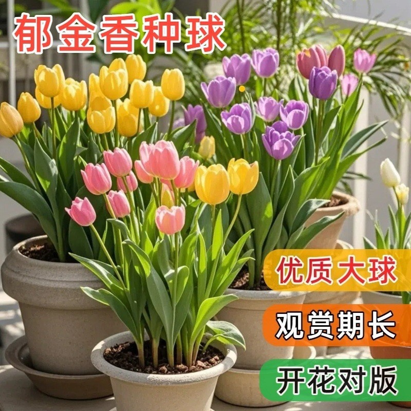 郁金香种球水培植物室内外阳台盆栽土培耐寒水养好活花卉种球