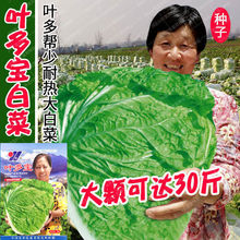 叶多宝大白菜种子火锅菜种籽南北方高产春夏秋冬白菜籽蔬菜种孑
