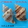 水族幼教学生天然海螺