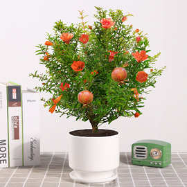 石榴花盆栽带花观赏果树苗室内客厅盆景四季开花庭院植物花卉好养