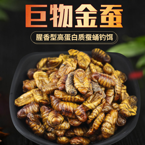 Silkworm chrysalis bait, live bait soaked in Chinese medicine to attract fish, herring, carp, grass carp, wild fishing giant bait