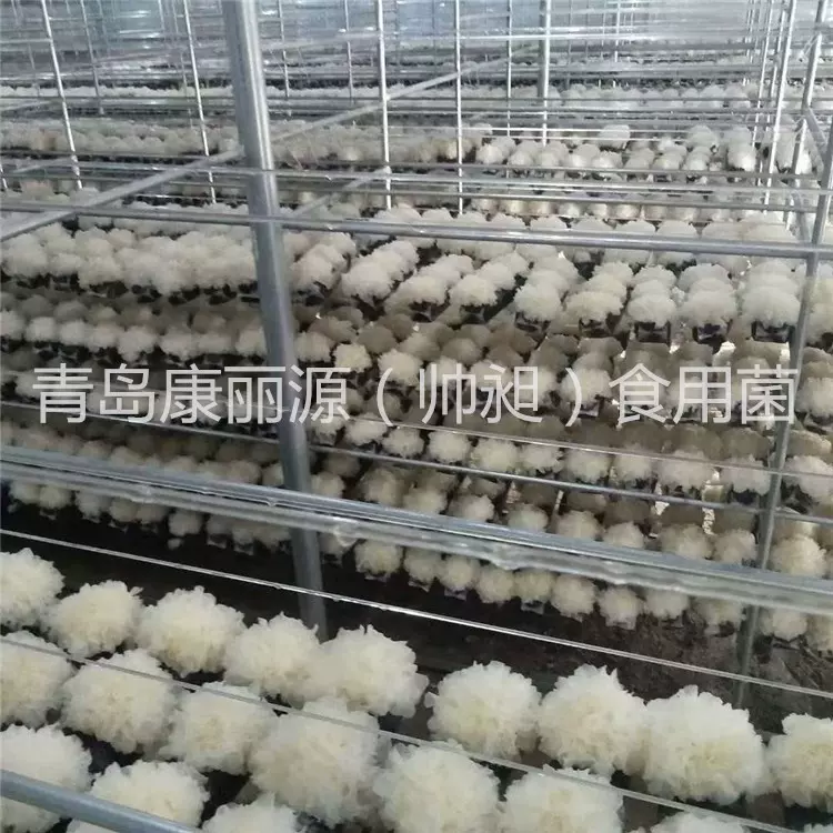 山东青岛出口韩国银耳菌棒 银耳菌包