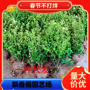 С�~�����S���߅�S���ļ���������G����ľͥԺ�쾰�G�h�����h��