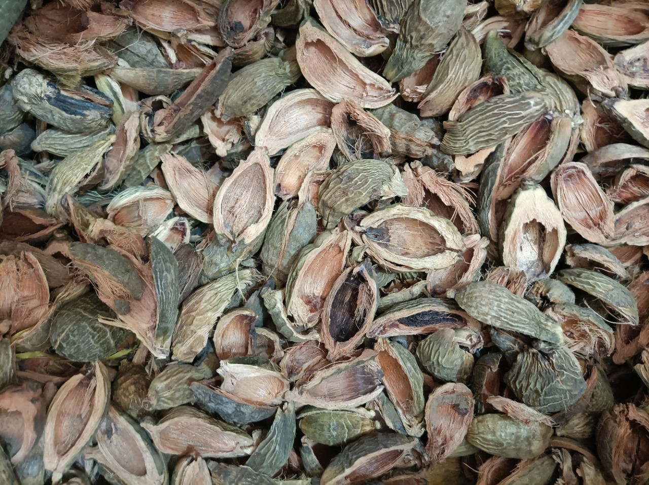 Da Fu Pi (Areca catechu Pericarp) — Dried Food Herb for Tea & Soup key features
