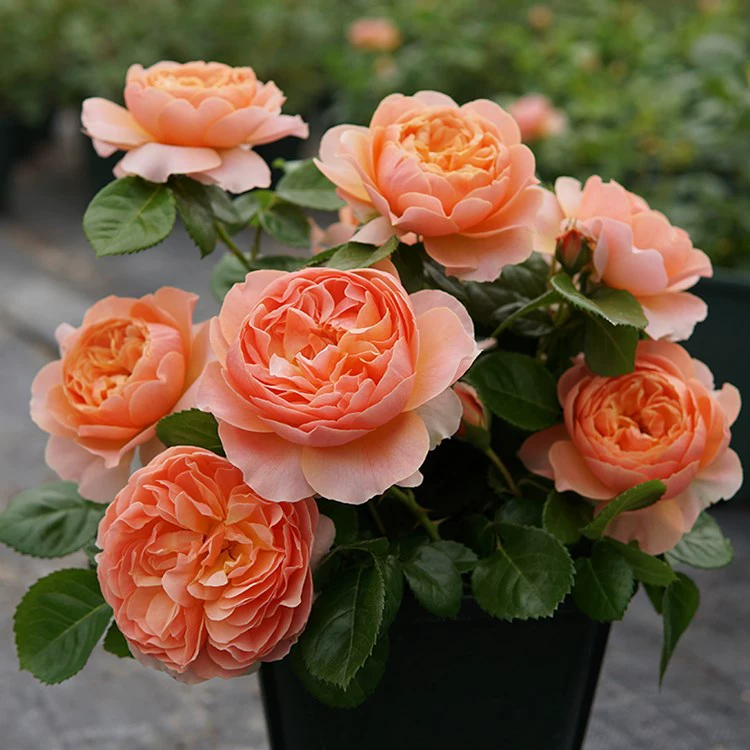 Дропшиппинг: миниатюрные розы абрикосового цвета, крупные цветы, для балкона, в горшках, с длительным периодом цветения, для двора.