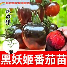 Black Siren Tomato Seedlings Seeds Balcony Pink Babe Red跨境