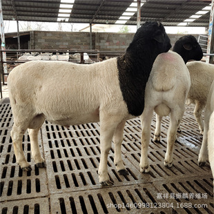 �Ų��d�����l �Ų��d���Bֳ��ĸ��ׂ��®a���� �ź��s���d��