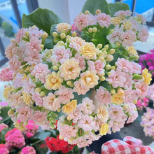 ҃Lۻļֲﻨ󻨰Bذ껨_