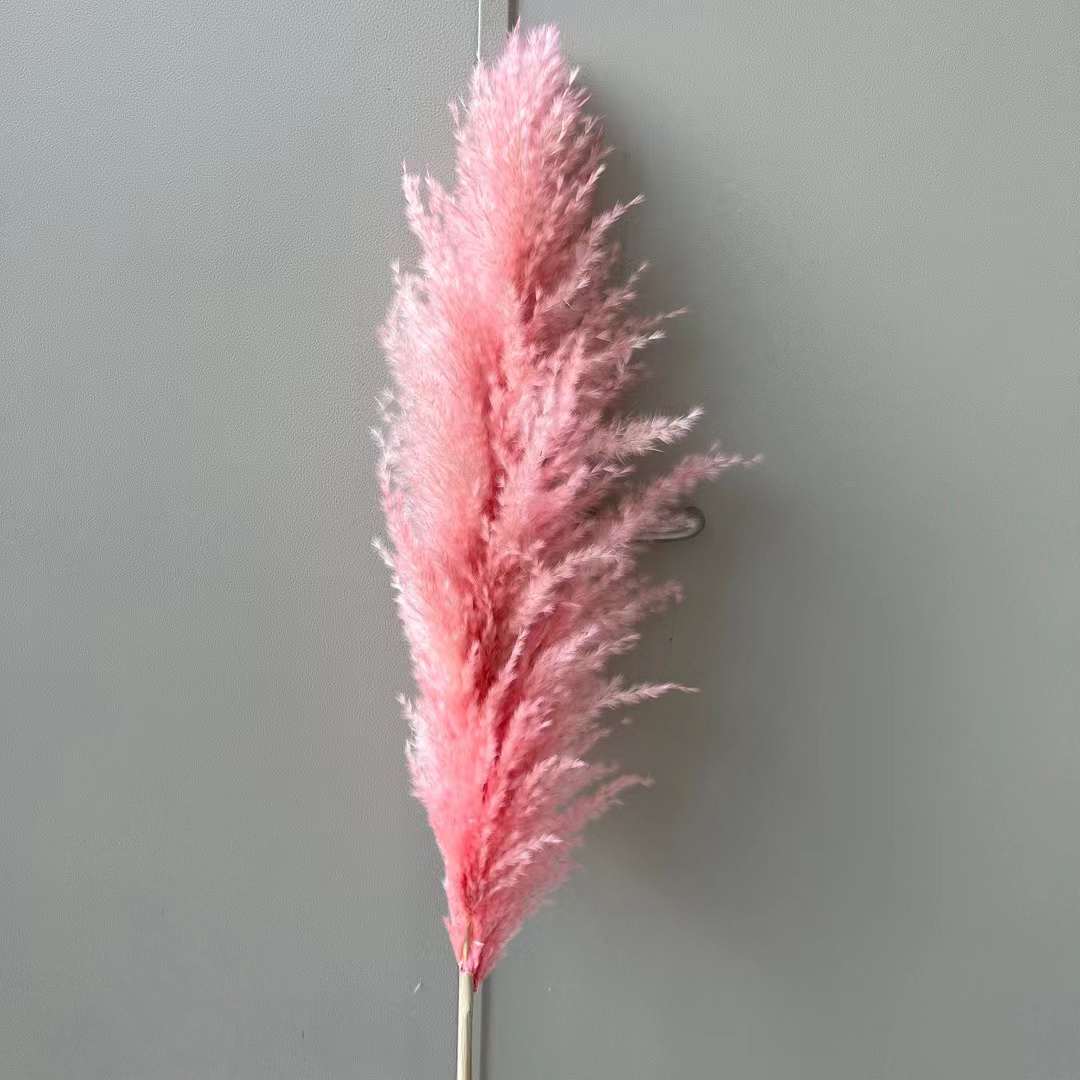 핑크(꽃 스파이크 50+)