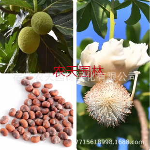 ��������������ֲ��ϡ��Ʒ�N���������辰�K�������������N��