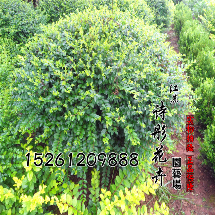 小叶女贞1378.JPG