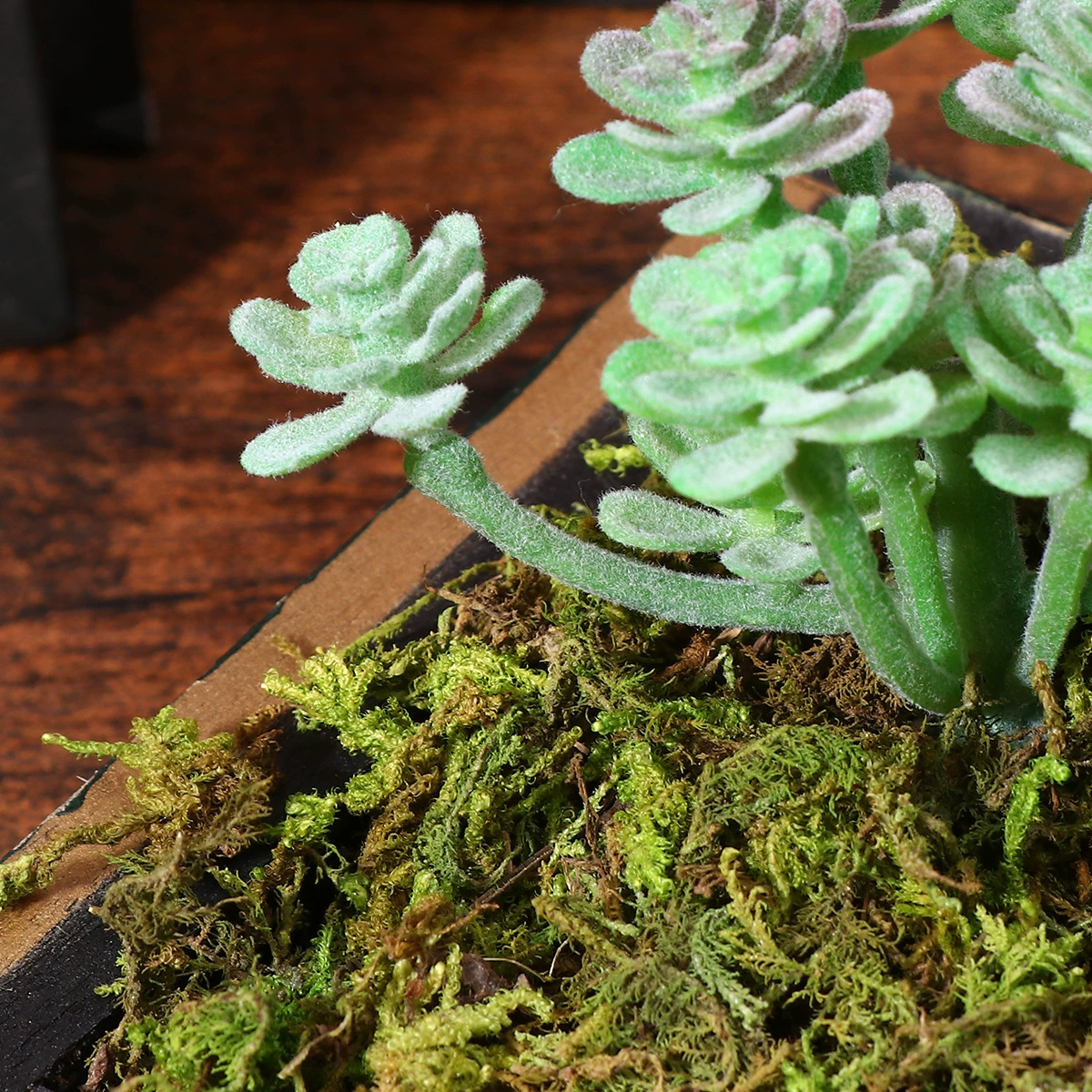 Натуральный сухой мох и мох выращивают мх лишайник декоративный сад Терраса домашняя черепаха зимняя спячка