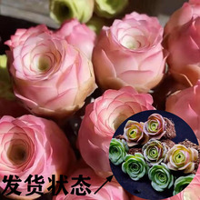 10�wҮ�_õ�塾�M18Ԫ���]������ֲ��