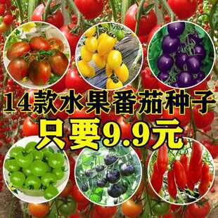 �}Ů�����Ͷ���ٲ����ѷN�Ӵ���С���t����ǧ���Ѽ��r���߲˷N��