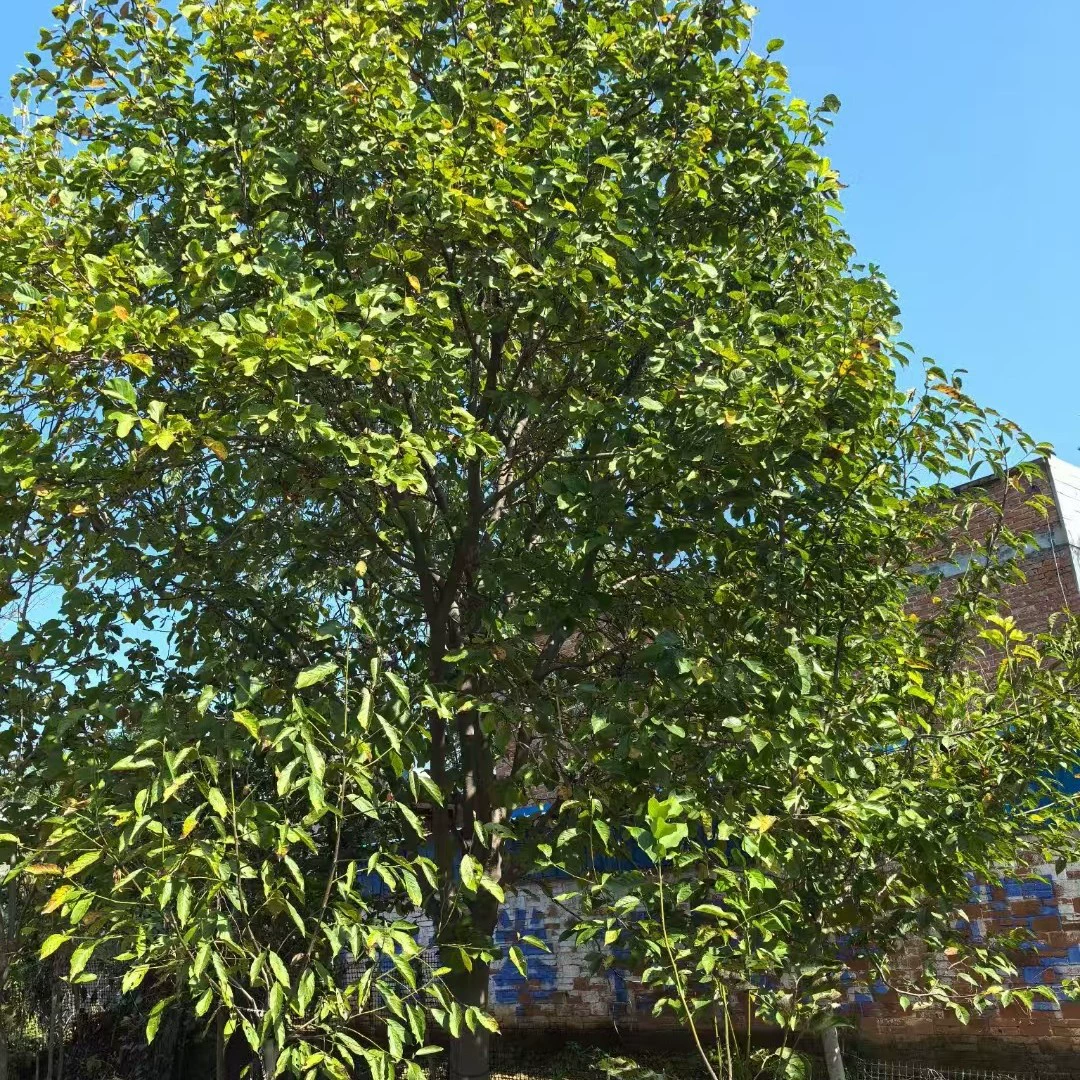 База прямых продаж магнолии грандифлоры саженцы магнолии грандифлоры поставлять различные саженцы инженерных растений