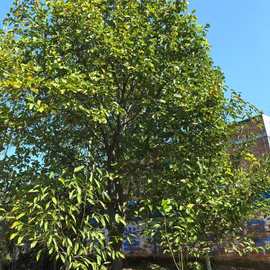 基地直销  广玉兰 广玉兰苗供应各种工程植物 苗