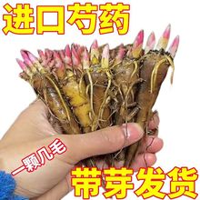 【一元一颗】正宗浓香型芍药重瓣大花耐寒耐旱室内外花卉绿植盆栽