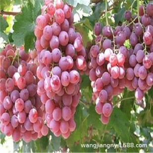 �W˹����Ů�׼t������ꖹ�õ��޷����ָ�{��ʯ���ٷNֲ�ͺ�����