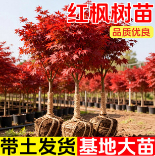 �t������ �ļ��t�~���� �҃��쾰���s�������� �t������t�輧��
