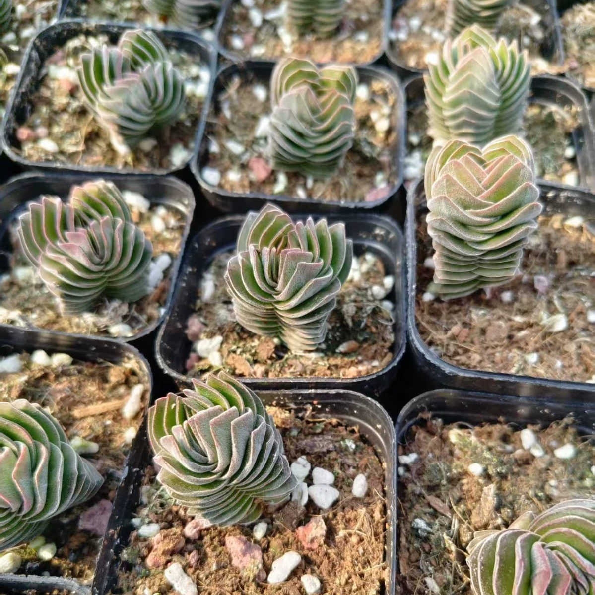 Квадратная башня, одинарная головка, реальные фото, высота 3-4 см, прямые поставки с завода, оптовые поставки, выгодная цена.