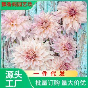 Dropshipping Dahlia Bulbs Bloom All Year Round, Double-Petaled Bulbs, Potted Florals, Indoor and Outdoor Ground Planting Dahlia Ground