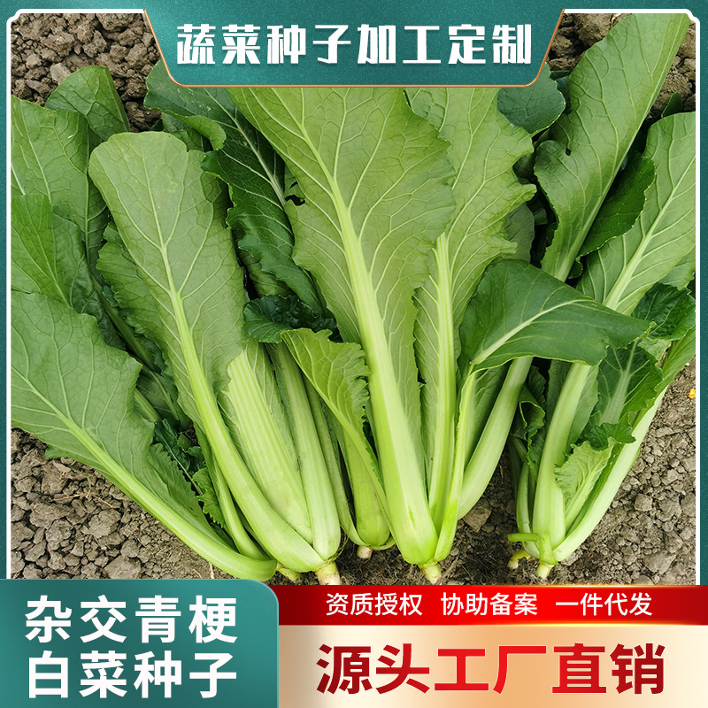 青梗小白菜种子 真绿小白菜种子 杂交小白菜大棚基地蔬菜种子批发