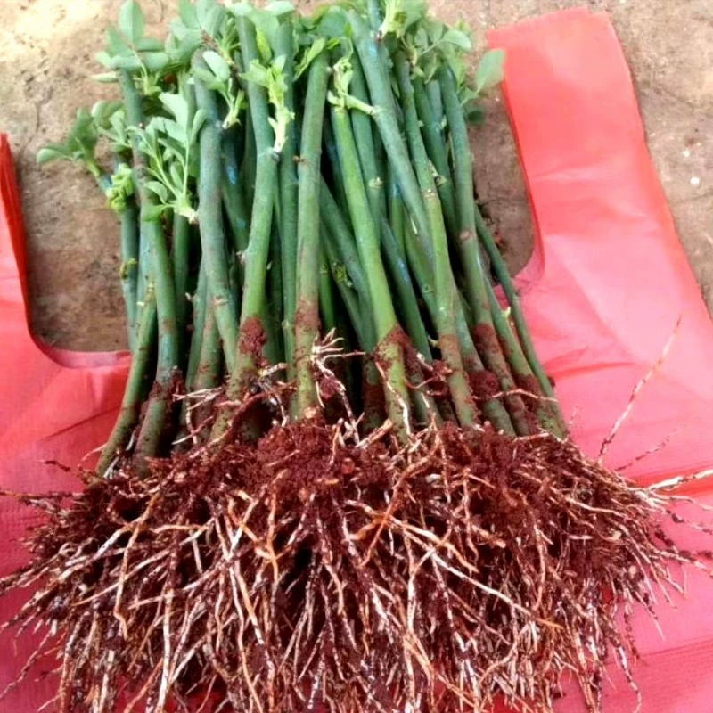 Юньнань, прямая доставка, 10 розовых саженцев, вьющиеся лозы, цветущие в любое время года, морозостойкие растения, легко выращиваемые в саду.