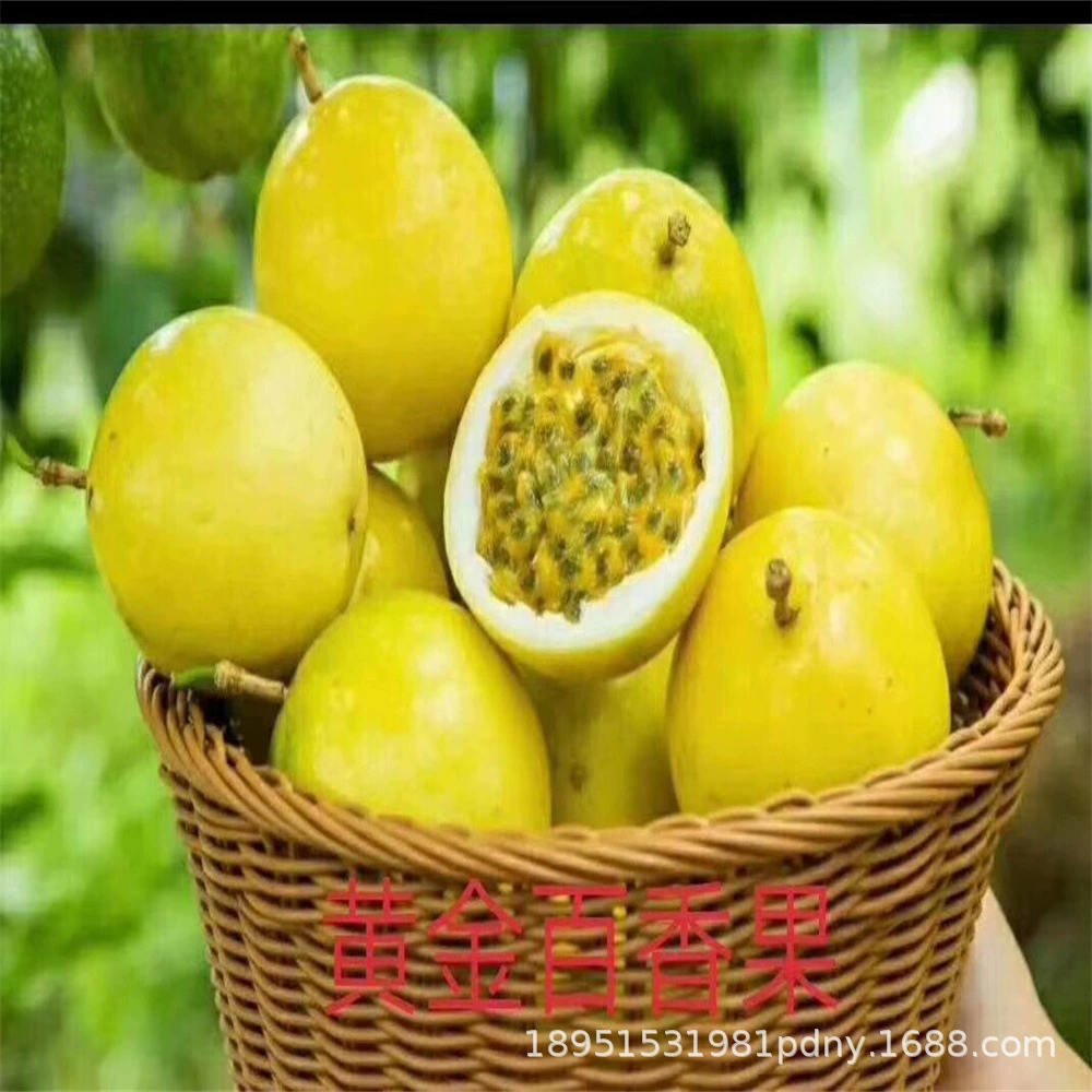 Gympani Колумбийская Страсть Маракуйя Рассада Чистый Сладкий Не Кислый Балкон Двор Рассада в горшке Four Seasons