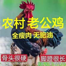 山东黄脚老公鸡大公鸡正宗农村粮食散养土公鸡笨鸡走地鸡整鸡包邮