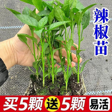 ߮a߲籡ƤLݽz糯콷ţǽļ