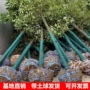 工程基地庭院植物绿化苗