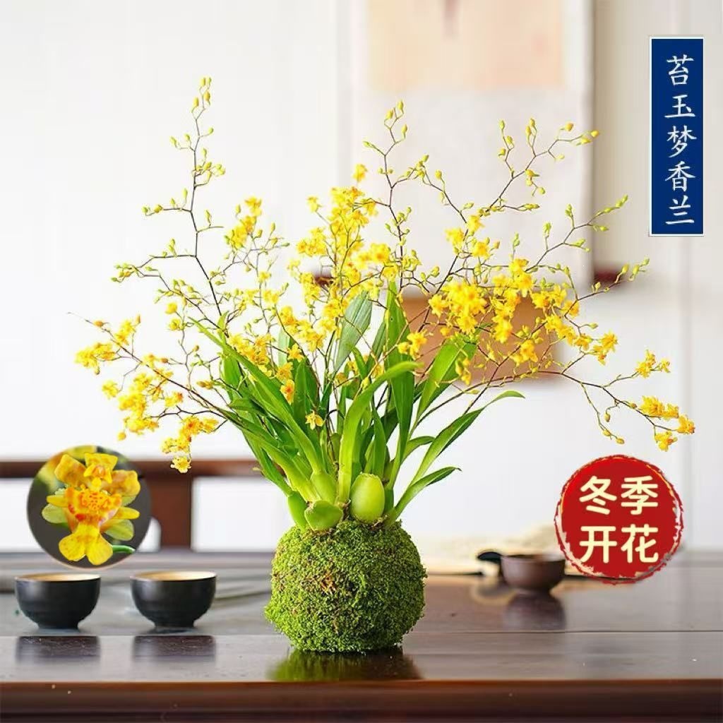 冬带花苞梦香水文心兰苔藓球年宵花卉浓香型室内客厅花期长可水培