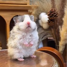 �}����B�Lë��z�ܾ�ֱë�ڲ��۲��S�����ɲ�������