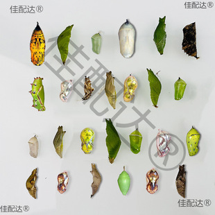 �����Ӽ���w�ɷ�����Y���w��ͯ�Y����B�^��С���x�����J��