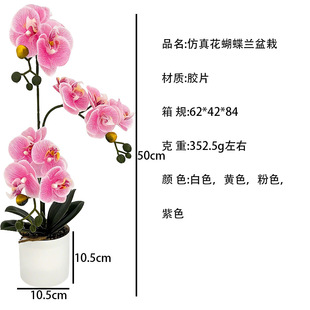 10.5cmʯ�^�A����滨�����m���Ԅ���ٴ�Ҿ��b[��������滨