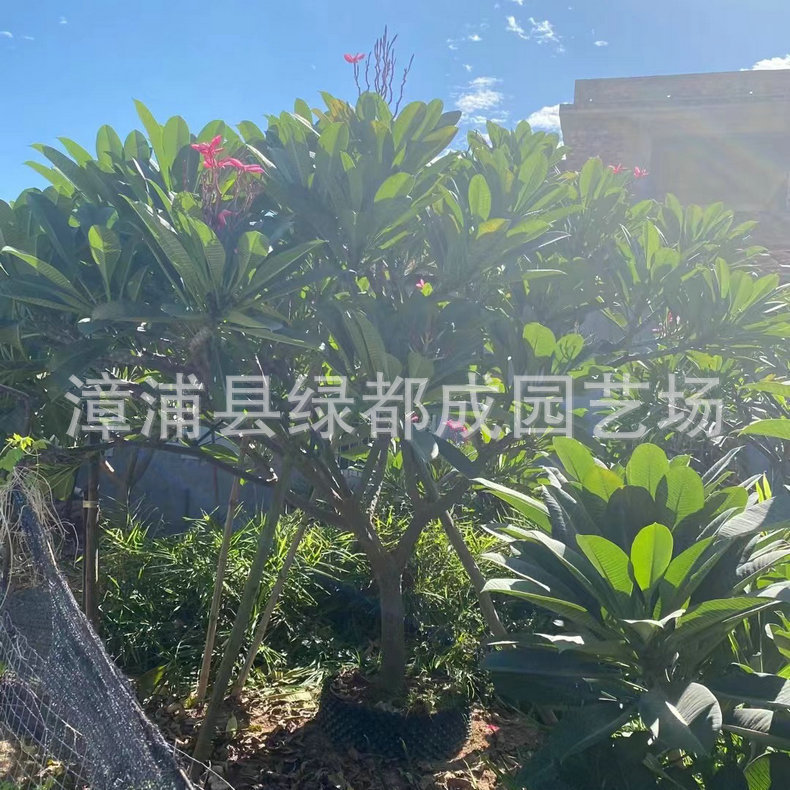 发布供应商品 - 1688.com  全球领先的采购批发平台