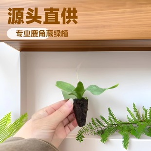 Fun Home Office Green Plant Manufacturer Eryi Staghorn Fern Micro Landscape Small Potted Hot Planting Seedlings 50 Wholesale