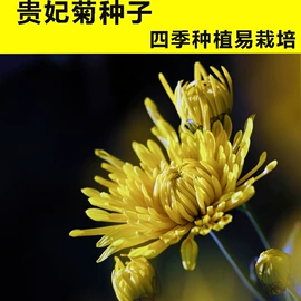 蔬菜种子;一二年生花卉;粮食作物种子