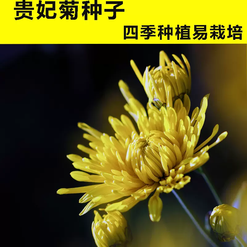 花卉种子批发贵妃菊种子菊花种子秋播花坛室外庭院阳台美化可盆栽