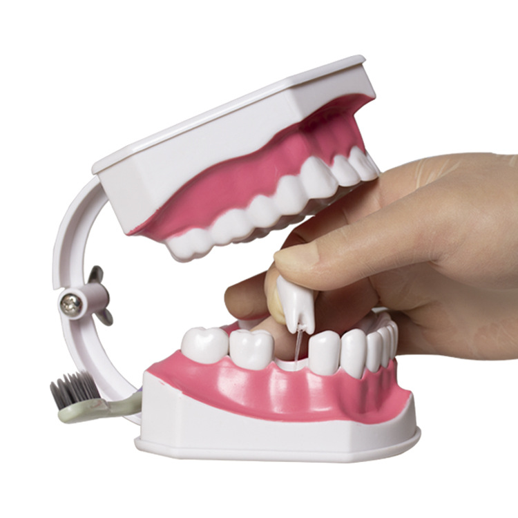 Modelo dental molde modelo dental modelo de enseñanza dental removible dentadura oral cepillado Preparación del diente modelo resina