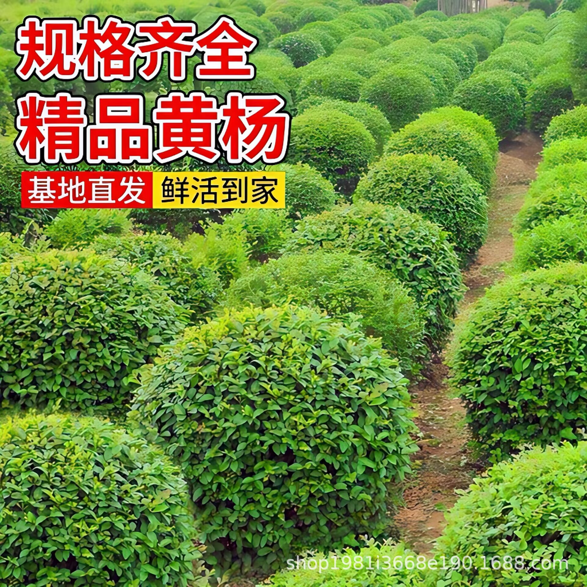 冬青球瓜子黄杨球四季常青庭院室外园林绿化树苗球形绿植圆球球形