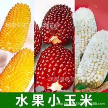 批發各類水果玉米種子黑紅紫糯草莓甜玉米種子口感好營養豐富